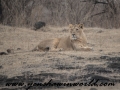 Gir NP (30 of 51)