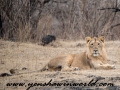 Gir NP (31 of 51)