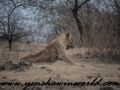 Gir NP (33 of 51)