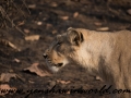 Gir NP (40 of 51)