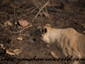 Gir NP (42 of 51)