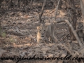 Gir NP (45 of 51)