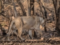 Gir NP (46 of 51)