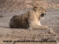 Gir NP (5 of 51)