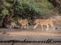 Gir NP (6 of 51)