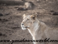 Gir NP (8 of 51)