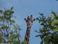 South-Luangwa-3-2-14