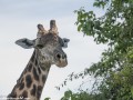 South-Luangwa-4-2-22