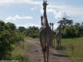 South-Luangwa-4-2-24