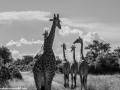 South-Luangwa-4-2-25