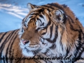 Siberian Tigers (10 of 13)