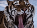 Siberian Tigers (12 of 13)