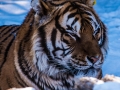 Siberian Tigers (13 of 13)