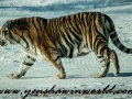 Siberian Tigers (2 of 13)