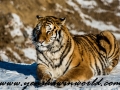 Siberian Tigers (6 of 13)