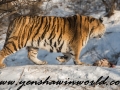 Siberian Tigers (7 of 13)