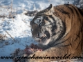 Siberian Tigers (8 of 13)