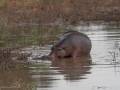 Luangwa-1-1-08