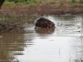 Luangwa-1-1-09