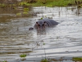 Luangwa-1-1-16