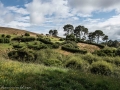 Hobbiton-20