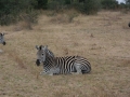 Antelope horseback-7