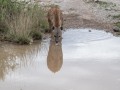 Samburu-15