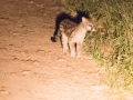 South-Luangwa-4-2-41-18