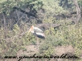 Keoladeo (1)