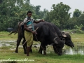 Road to Khulna (2 of 69)