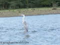 Lake Naivasha (193 of 293)