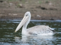 Lake Naivasha (198 of 293)