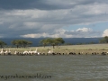 Lake Naivasha (220 of 293)