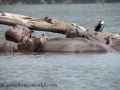 Lake Naivasha (253 of 293)