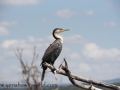 Lake Naivasha (254 of 293)