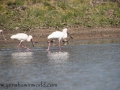 Lake Naivasha (324 of 293)