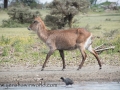 Lake Naivasha (335 of 293)