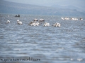 Lake Naivasha (352 of 293)