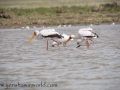 Lake Naivasha (357 of 293)