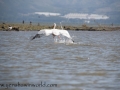 Lake Naivasha (367 of 293)