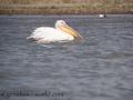 Lake Naivasha (374 of 293)