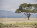 Lake Naivasha (379 of 293)