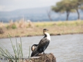 Lake Naivasha (383 of 293)