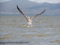 Lake Naivasha (388 of 293)