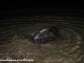 Sea Turtles (33 of 35)