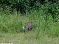 South-Luangwa-3-1-15