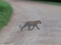 South-Luangwa-3-1-19