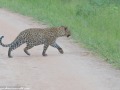 South-Luangwa-3-1-21