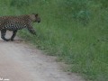 South-Luangwa-3-1-22