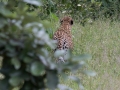 South-Luangwa-3-1-27